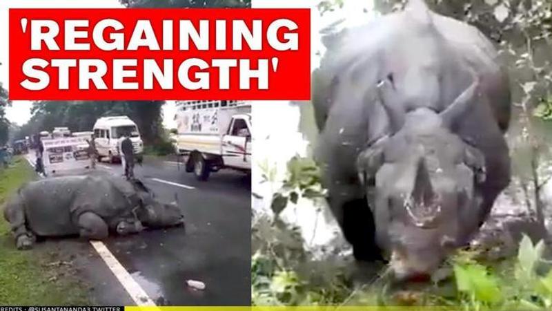 Assam: Rhino, who napped on busy road has been relocated to Kaziranga Park. Watch video.