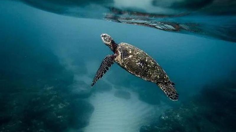 Rare white sea turtle found on South Carolina beach