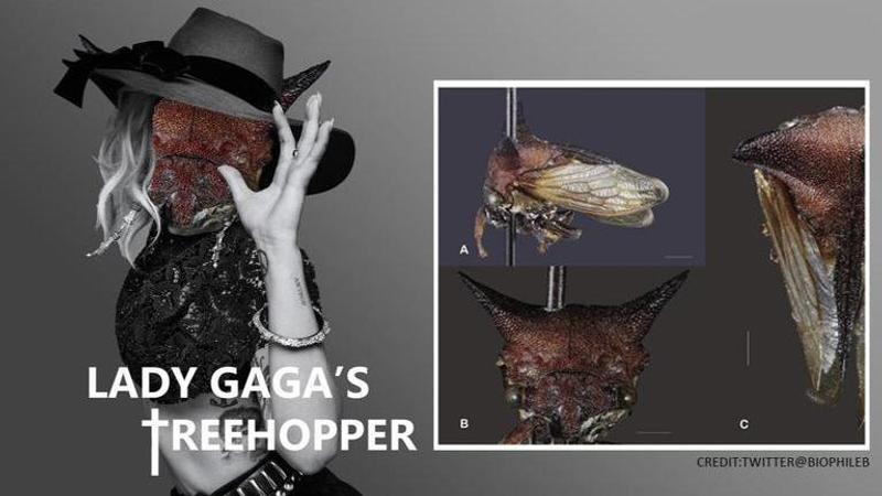 Treehopper discovered with 'devilish' horns named after Lady Gaga