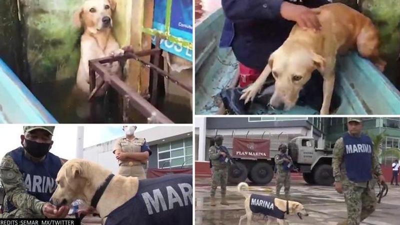 Mexico: Navy hires dog rescued from flood, asks for name suggestions