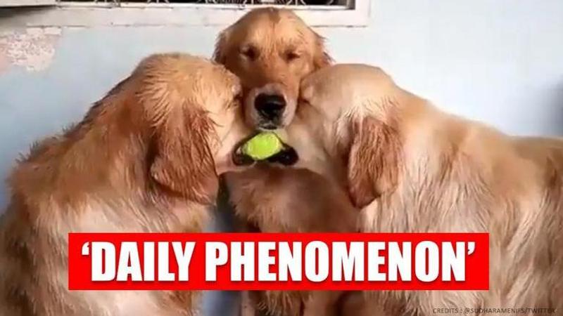 Video of dogs fighting over ball