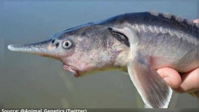 new fish species