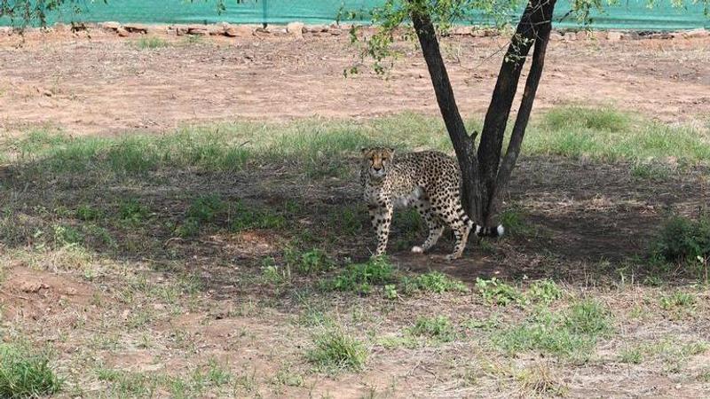 Cheetahs in India