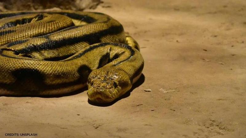 African Viper