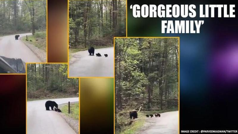 Video of bear and her four cubs crossing the road wins hearts