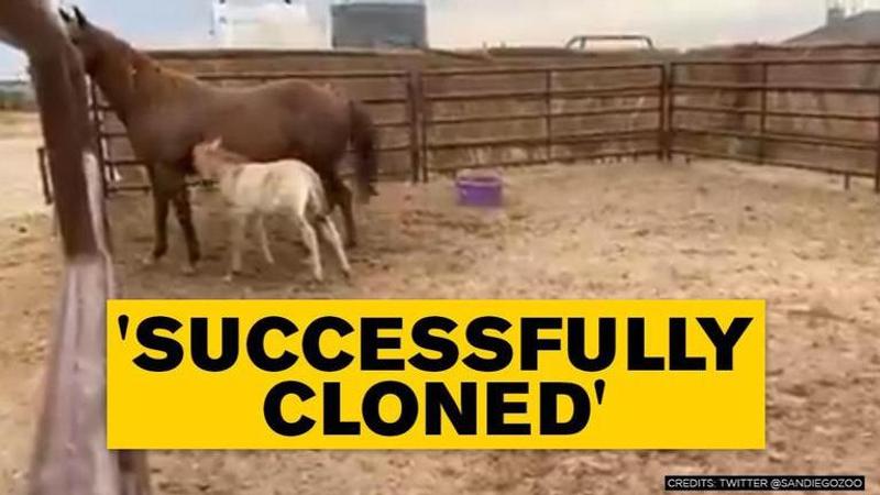 Good News: Zoo successfully clones DNA of 40-year-old horse, shares video of newborn foul