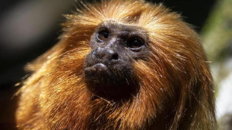 A golden lion tamarin