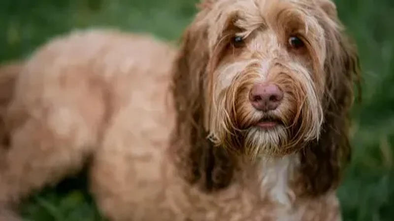 A Pittsburgh couple's Goldendoodle, Cecil, has gone viral after eating $4,000 in cash. Staff illustration with photo of Cecil courtesy of the Law family