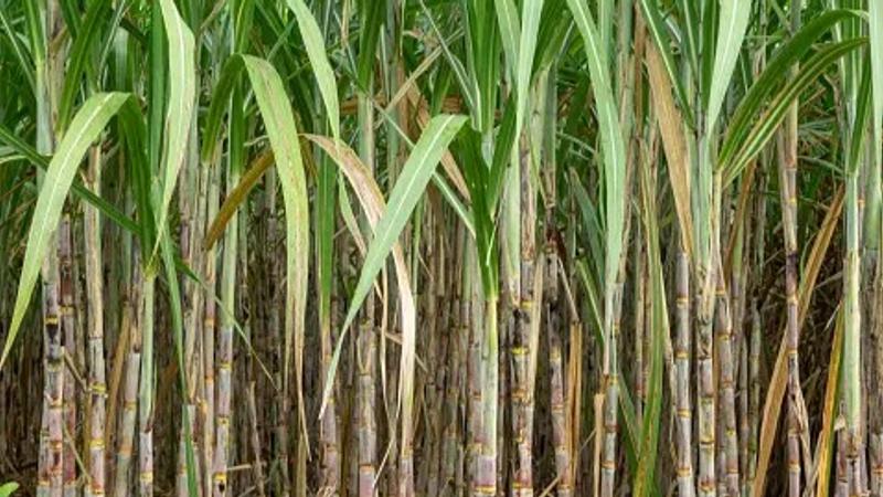 Sugarcane procurement price hike 2024-25