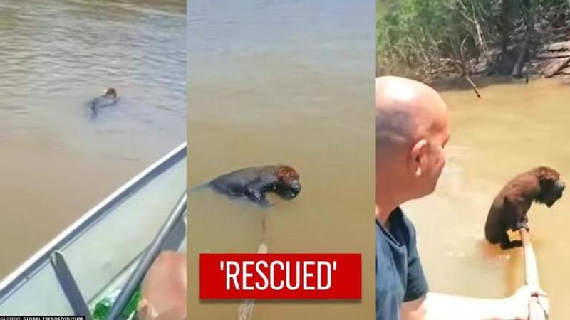 Fishermen save 'fatigued' monkey from drowning in Brazil | Watch