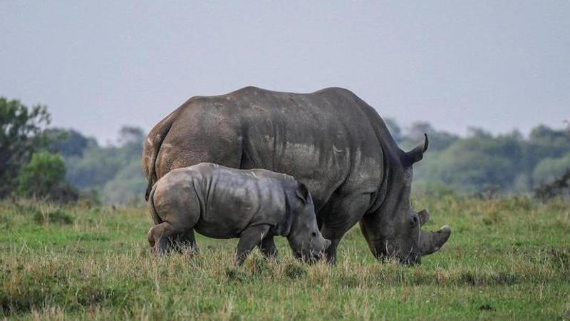 White Rhinos