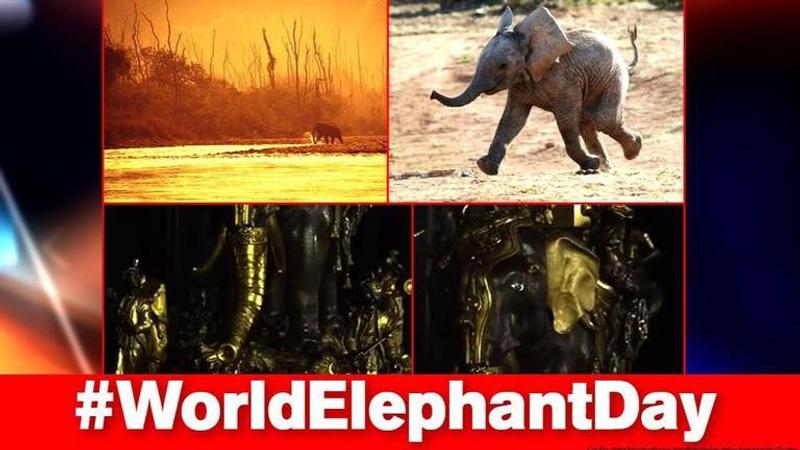 World elephant day: Netizens shares photos, videos to celebrate the 'majestic' beings