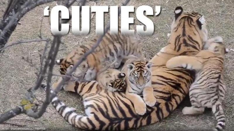 Four tiger cubs play with mother in tiger reserve, netizens in awe