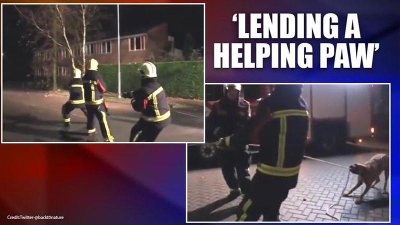 Dog helps firefighters in pulling down tree, video wins internet