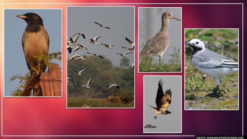 World Migratory Bird Day