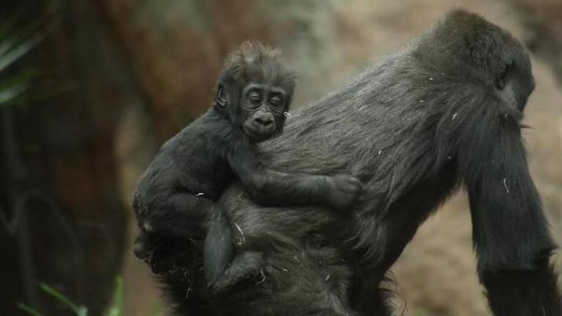 Baby gorilla badly injured in family skirmish at Seattle zoo