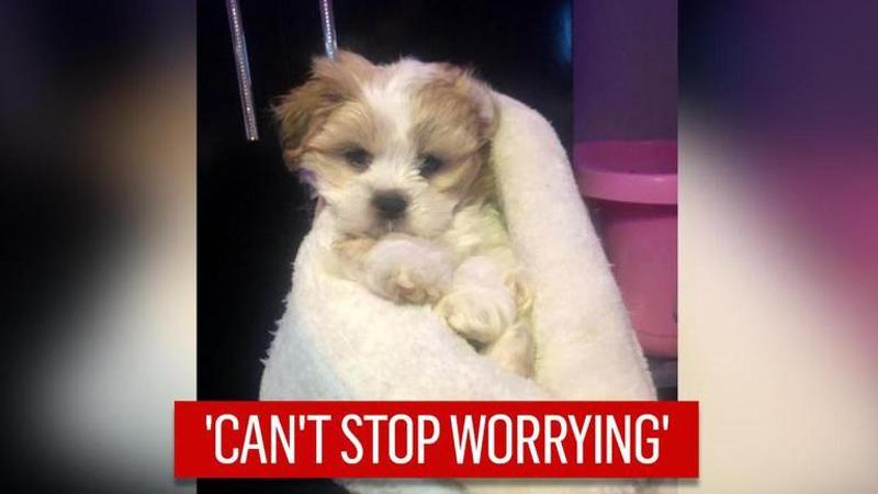 Teen devastated after stranger finds missing puppy but ‘won’t give it back’