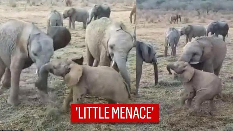 Elephant calf tries to take down elders, video leaves netizens in chuckles