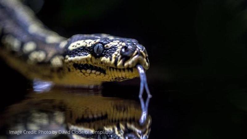 eastern brown snake