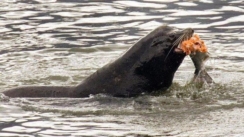 Rescued California sea lion returned to the wild