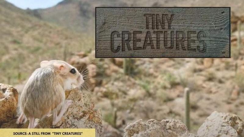 what time does tiny creatures release on netflix