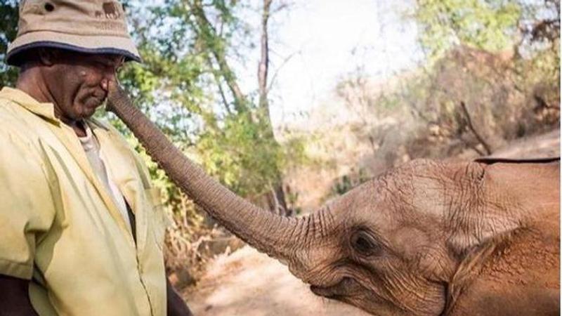 'Elephant equivalent of handshake': Photograph shows calf squeezing man's nose