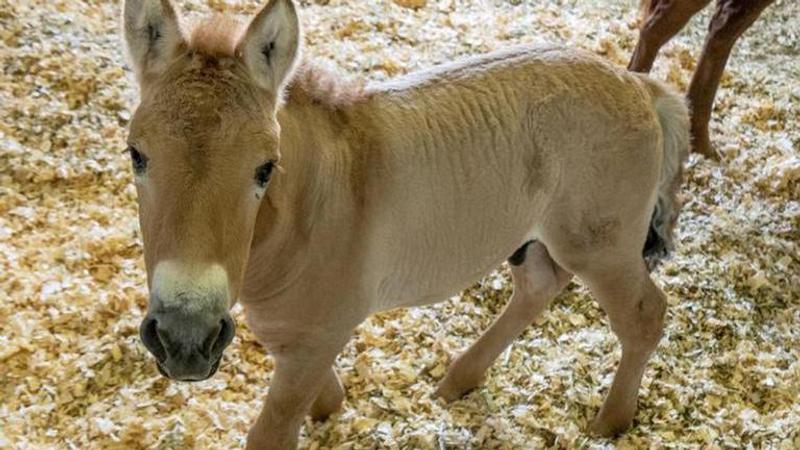 San Diego Zoo Scientists Clone Endangered Przewalski’s Horse