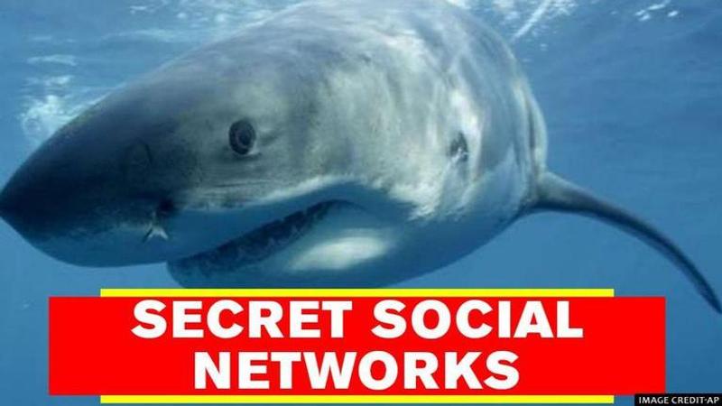 Sharks posses a complex social life as per finding of a new study