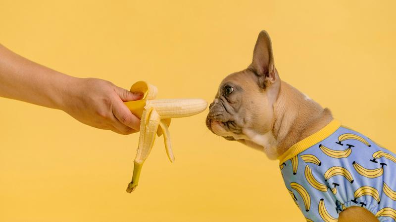 Vegetarian treats for dogs