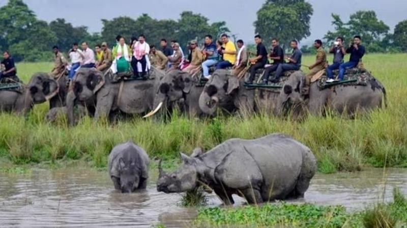 Kaziranga National Park