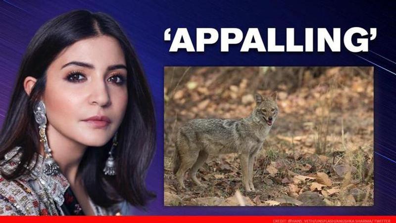 Anushka Sharma vents anger over a Jackal killed by explosives in TN, calls it "appalling"