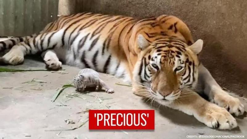 white Bengal tiger