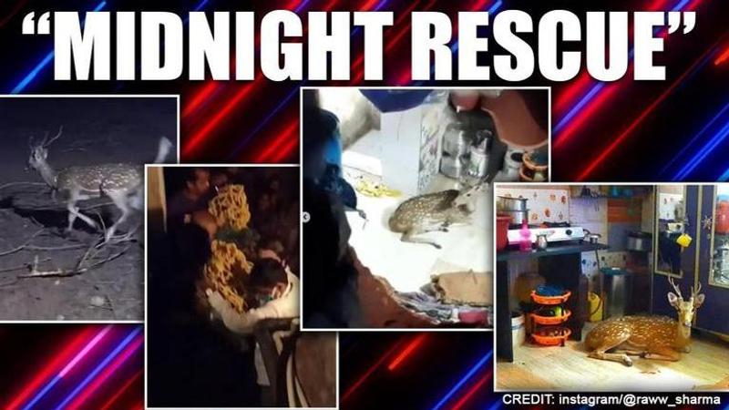 Deer comes crashing down from Mumbai slum rooftop, safely rescued; watch videos