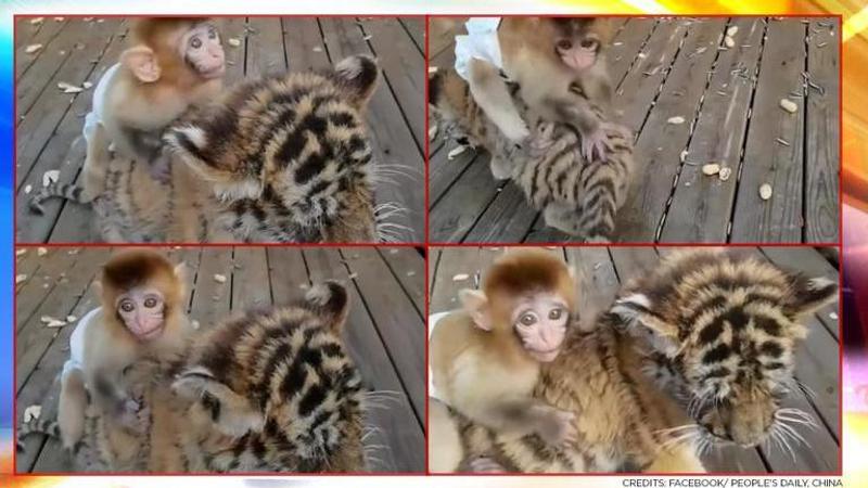 Video shows baby monkey riding on tiger cub's back, netizens celebrate their bond