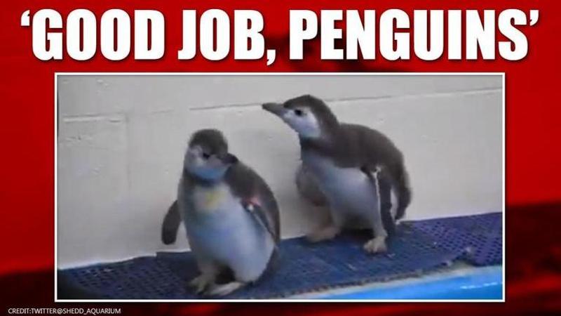 Penguin