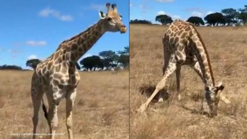 Giraffe eats grass