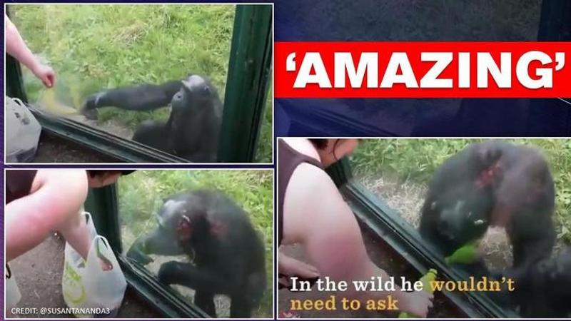 chimpanzee