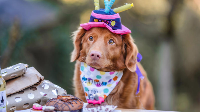Representative image of a dog with cake