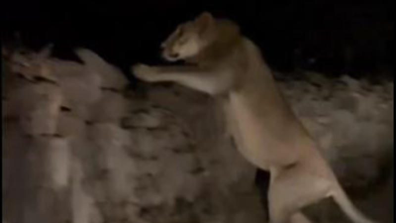 Viral: A terrifying midnight encounter between a biker and an Asian lion in Gir Forest