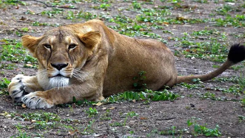Representative image of a young lioness. 
