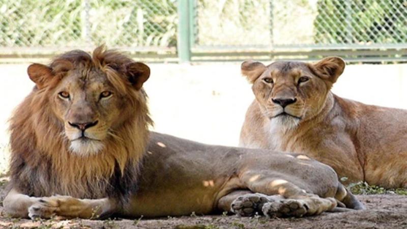 IFS officer Prabin Lal Agarwal suspended for naming lion pair ‘Akbar and Sita'