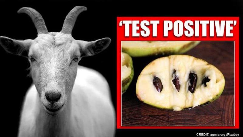 Tanzania: Goat, fruit test positive for COVID-19, President slams testing kits