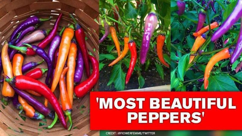 Photos of multicolour peppers surface, netizens ask, 'are they spicy?'