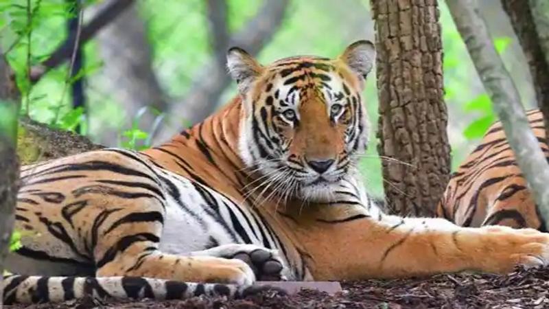 Odisha begins tiger census 