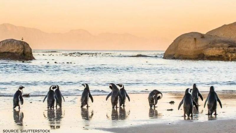 penguins in south africa