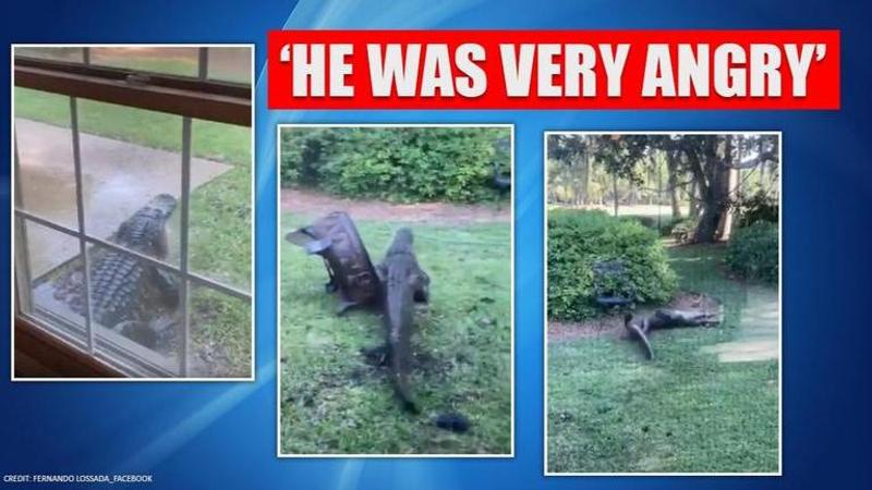 Alligator ransacks family's backyard in US, netizens terrified