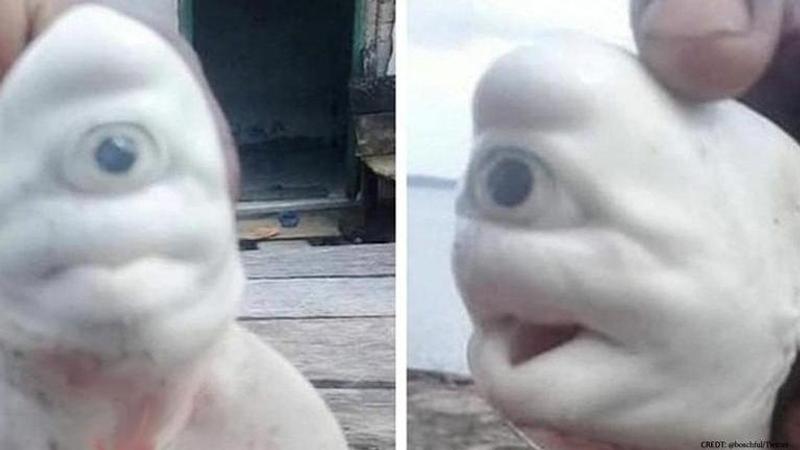 Baby Albino Shark