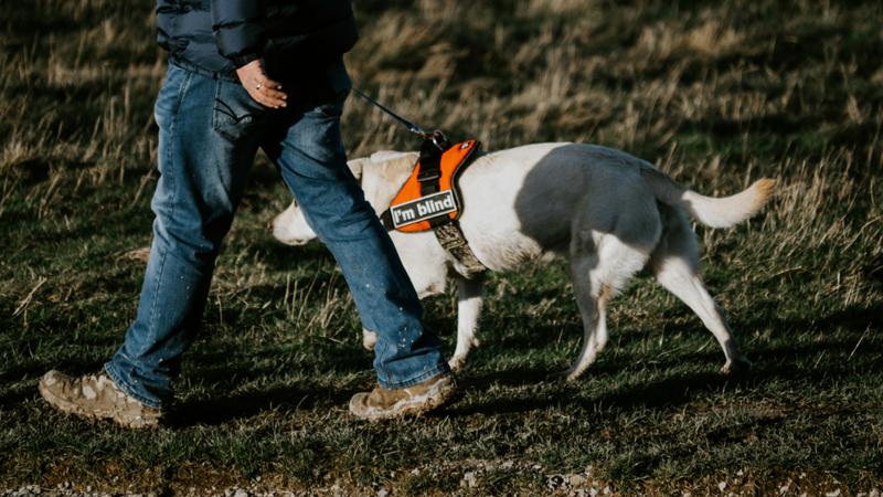 Guide dogs