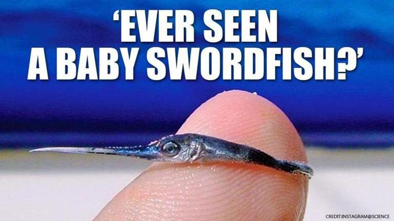 Incredible photo of baby swordfish wins internet, netizens say 'so cute'