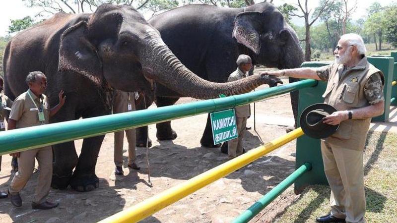 Watch| Prime Minister Narendra Modi feeds elephant at Theppakadu